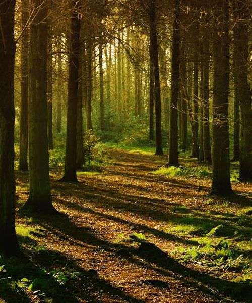 Mountains and Trees Image for the Mack Wilberg Three Mountain Tunes choral series